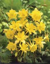 Аквилегия золотистоцветковая ‘Grandiflora Sulphurea’