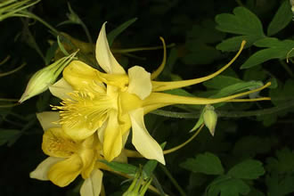 Аквилегия золотистоцветковая ‘Grandiflora Sulphurea’