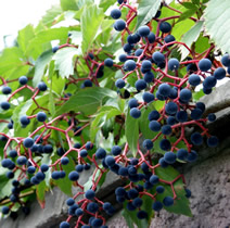 Девичий виноград пятилисточковый, или виноград виргинский.