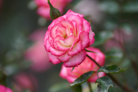 Роза миниатюрная 