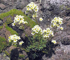 Камнеломка метельчатая (Saxifraga paniculata)