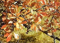 Груша лохолистная (‘Pyrus elaeagrifolia’).