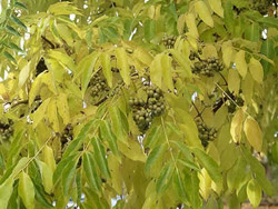 Бархат амурский(листва и плоды)