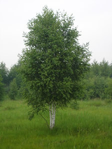 Берёза обыкновенная белая(Betula alba) ( лето)