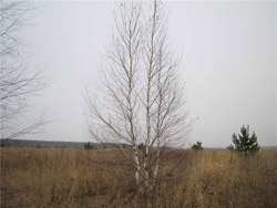 Берёза обыкновенная белая(Betula alba) ( зима)
