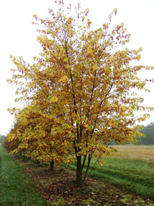 Клен остролистный, или платонолистный — Acer platanoides.